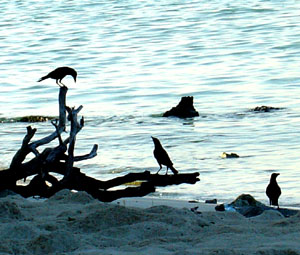 Crows were used for navigation purposes to look for land masses.