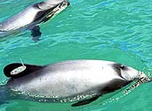 Maui Dolphins