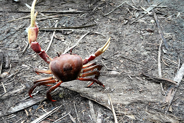 crab1