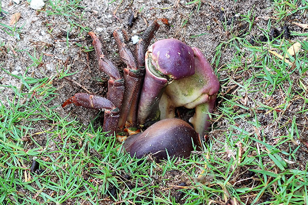crab2