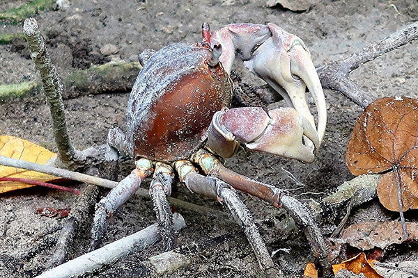 crab3