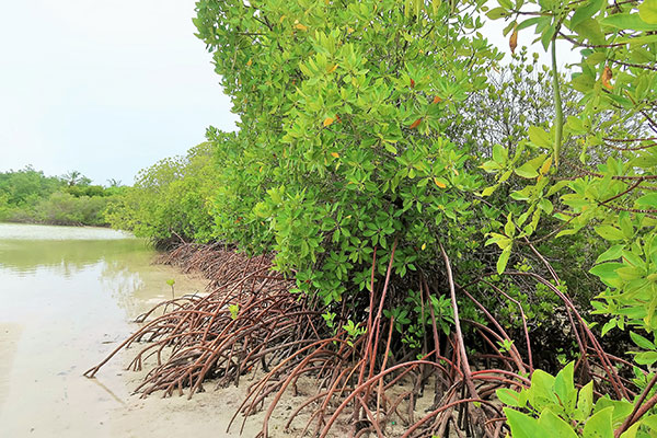 thakafathi-filadhoo4
