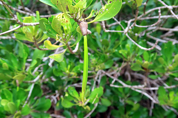 thakafathi-filadhoo5