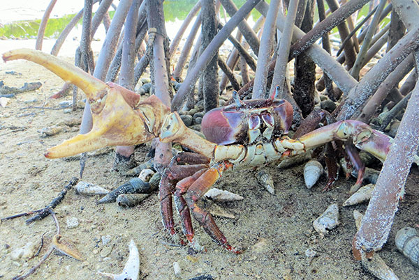 baarah-crab-c