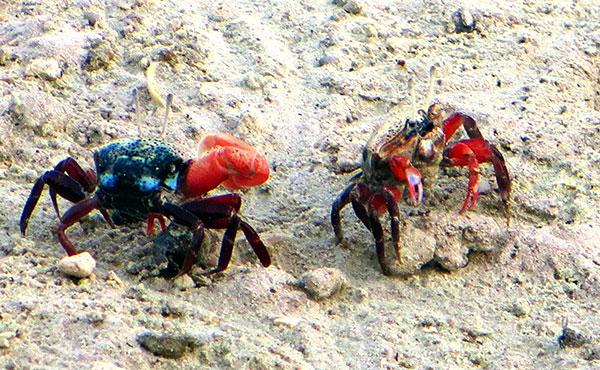 baarah-crabs-k