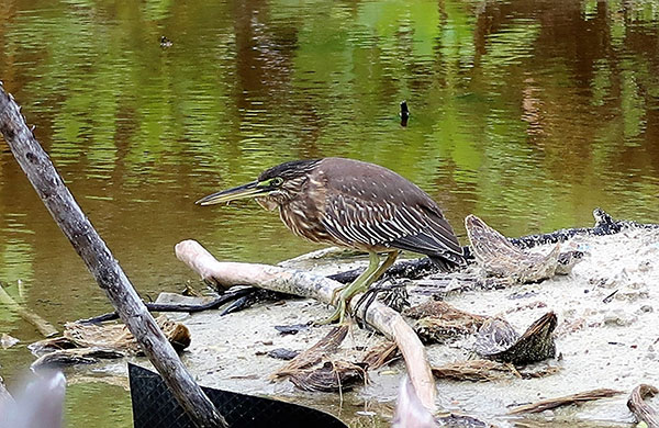 filladhoo-bird-1